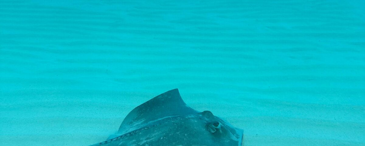 stingray