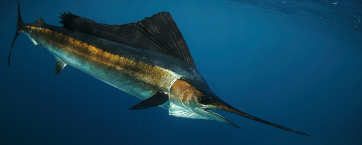 sailfish