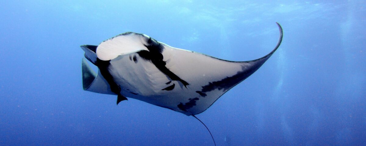 manta ray