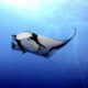 manta ray