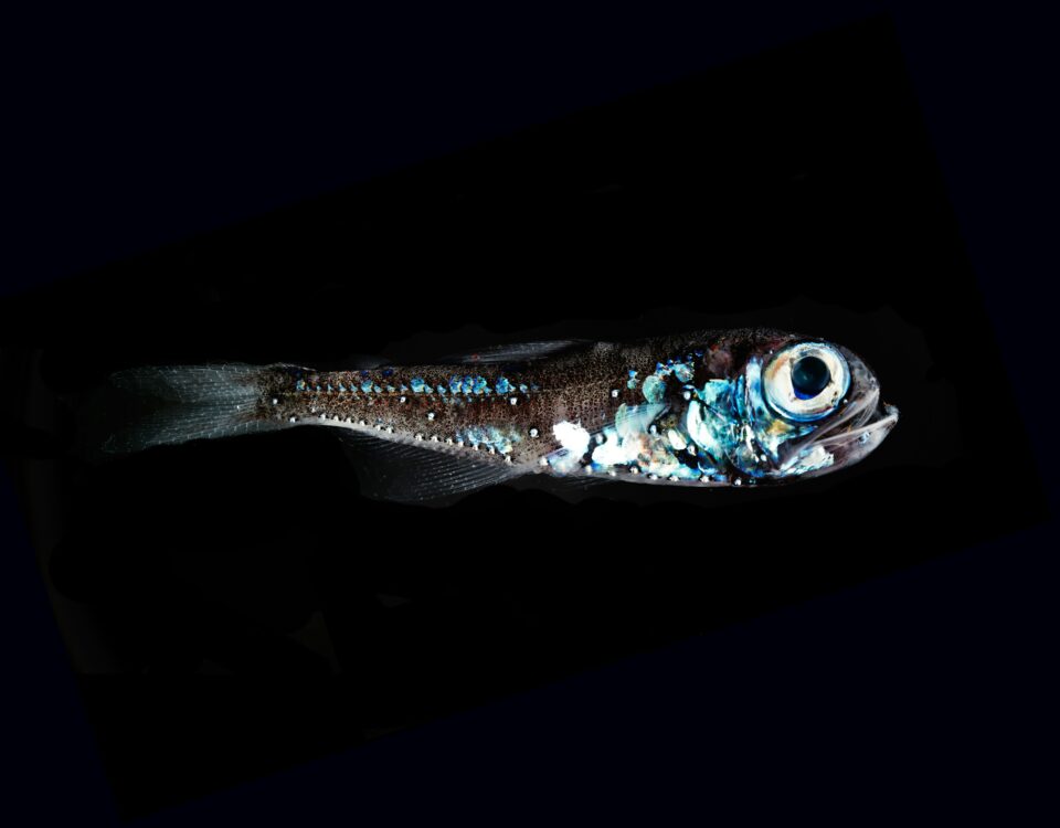 bioluminescent fish