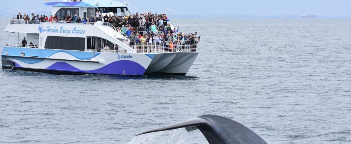A crowded boat with excited passengers, observing marine life and whale watching sightings