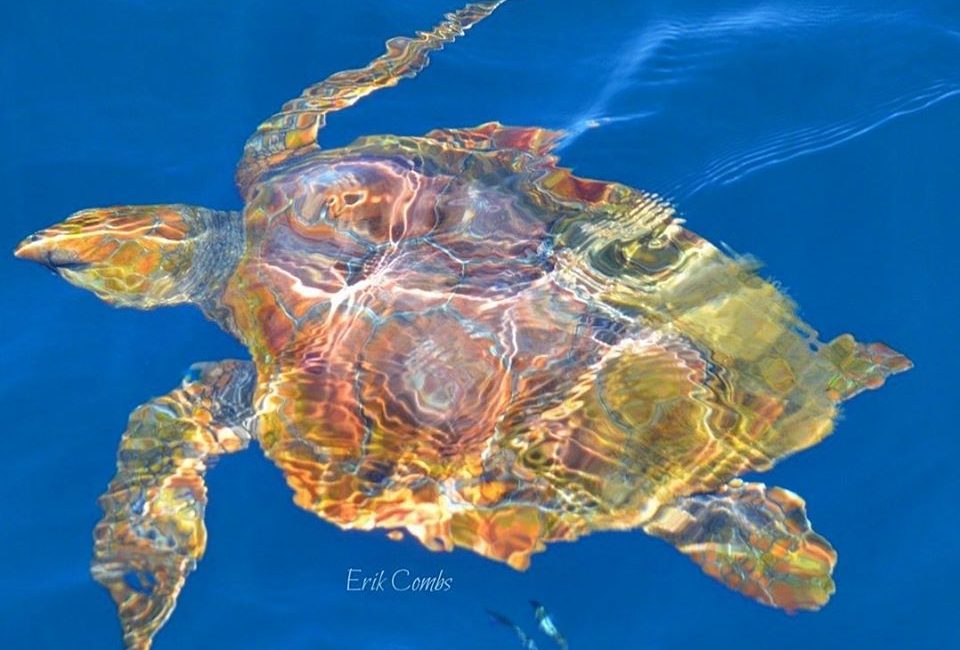 A sea turtle swims gracefully in the ocean, viewed from behind, with sunlight filtering through the water.