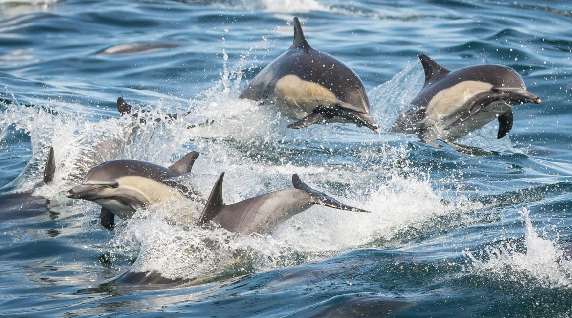 A group of dolphins leaps out of the water, showcasing their agility and playfulness. See Whales nearby.