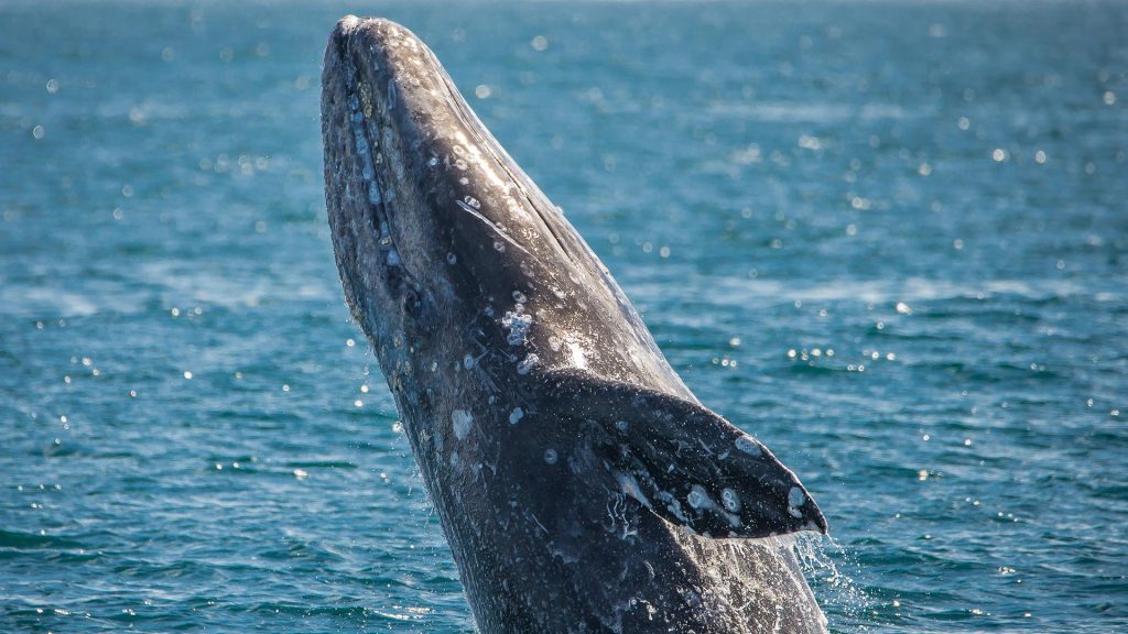 A humpback whale jumps from the ocean, creating a splash.