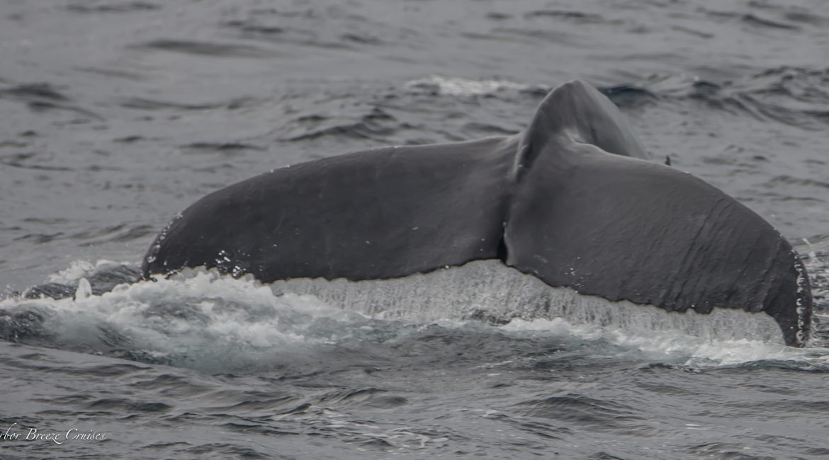 A whale tail is visible above the water's surface, symbolizing the wonder of marine wildlife. See Whales.
