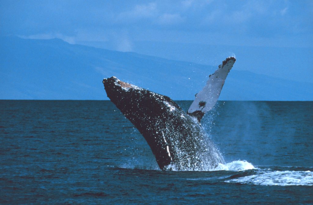 A whale gracefully swims through the ocean waters, showcasing its size and beauty. See whales in their natural habitat.