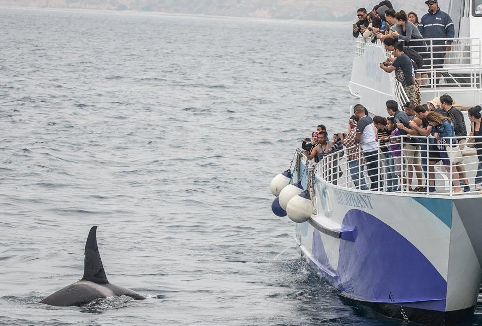 A group of people watches a killer whale swimming in the ocean. See Whales for an unforgettable experience.
