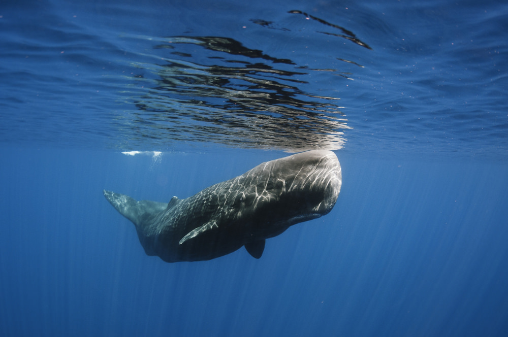 A majestic sperm whale glides gracefully through clear blue water, creating ripples on the surface above it.
